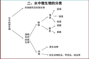 微生物腐蚀-为什么管道会腐蚀-什么是微生物腐蚀